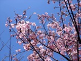 20110313_幕張新都心_幕張総合高校_サクラ_桜_1242_DSC09925