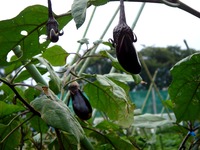 20110911_千葉県立薬園台高校園芸科_農産物直売所_0905_DSC03092