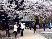 20070407_船橋市金杉6_御滝不動尊_桜_1452_DSC07869T