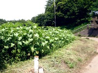 20110703_船橋市金杉8_ひまわり畑_迷路_1317_DSC08000