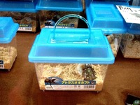 20110701_ビビットスクエア_クレーンゲーム_カブトムシ_2010_DSC06999