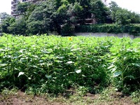 20110703_船橋市金杉8_ひまわり畑_迷路_1324_DSC08016