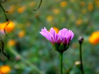 20111008_船橋市行田_千葉県立行田公園_コスモス畑_1105_DSC07635