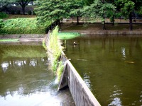 20110625_船橋市夏見台6_船橋市運動公園_池_放射線量_1232_DSC04508