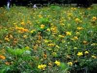 20111008_船橋市行田_千葉県立行田公園_コスモス畑_1105_DSC07640