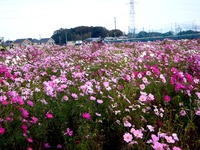 20111030_船橋市三咲町_佐久間牧場_コスモス畑_1350_DSC09018