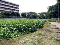 20110703_船橋市金杉8_ひまわり畑_迷路_1318_DSC08001