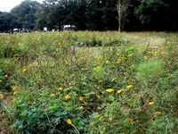 20111008_船橋市行田_千葉県立行田公園_コスモス畑_1103_DSC07625