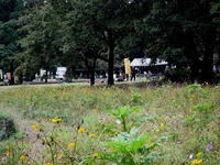 20111008_船橋市行田_千葉県立行田公園_コスモス畑_1105_DSC07642