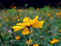 20111008_船橋市行田_千葉県立行田公園_コスモス畑_1104_DSC07632