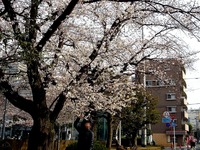 20130324_船橋市本町7_天沼弁天池公園_桜_サクラ_1508_DSC08082T