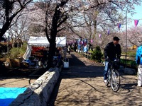 20120408_船橋市_海老川ジョギングロード_サクラ_0936_DSC08097