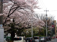 20130330_船橋市本町7_天沼弁天池公園_桜_1254_DSC08898