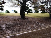 20130406_船橋市若松3_若松公園_桜_サクラ_1204_DSC09622