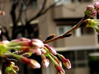 20130323_船橋市本町6_とんぼ大黒像_桜_1550_DSC07490T