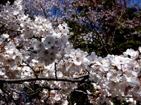 20120407_習志野市秋津4_習志野緑地_秋津公園_桜_0918_DSC09591