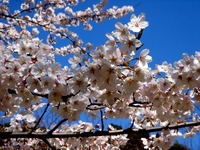 20120407_習志野市秋津4_習志野緑地_秋津公園_桜_0918_DSC09587