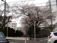 20130324_習志野市津田沼2_千葉工業大学_桜_1206_DSC07806