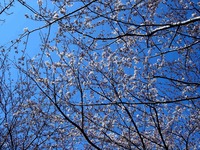 20120408_船橋市_海老川ジョギングロード_サクラ_0933_DSC08079