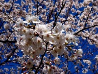 20120407_習志野市秋津4_習志野緑地_秋津公園_桜_0918_DSC09584