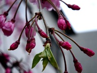 20130330_船橋市夏見1_焼肉やまと_桜_1305_DSC08990