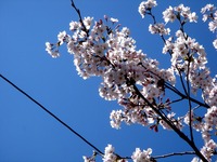 20120407_習志野市秋津3_習志野緑地_秋津公園_桜_0925_DSC09636