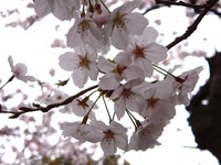 20130330_船橋市_海老川ジョギングロード_桜_1314_DSC09053