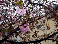 20120324_船橋市_海老川_サクラ_桜_1220_DSC00036