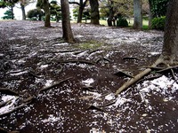 20130406_船橋市若松3_若松公園_桜_サクラ_1205_DSC09630