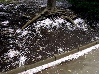 20130406_船橋市若松3_若松公園_桜_サクラ_1205_DSC09632