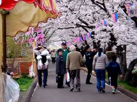 20130330_船橋市_海老川ジョギングロード_桜_1312_DSC09037