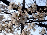 20130324_船橋市夏見2_船橋市立船橋中学校_桜_1503_DSC08061