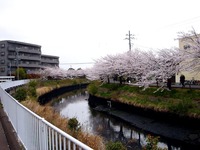 20130330_船橋市_海老川ジョギングロード_桜_1307_DSC09006