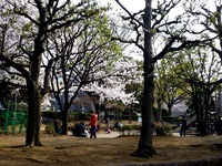 20130324_船橋市本町7_天沼弁天池公園_桜_サクラ_1507_DSC08079