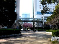 20130317_千葉市美浜区_ホテルスプリングス幕張_桜_1353_DSC05468