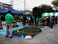 20130420_船橋市本町7_第75回緑と花のジャンボ市_0935_DSC02031