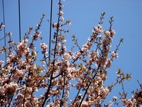 20130309_船橋市若松3_船橋市青少年会館_桜_1129_DSC02427