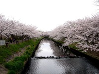 20130330_船橋市_海老川ジョギングロード_桜_1309_DSC09025