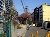 20130309_船橋市若松3_船橋市青少年会館_桜_1129_DSC02418