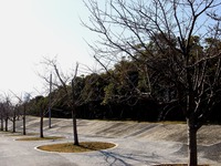 20130317_習志野市芝園1_パナソニックさくら広場_桜_0859_DSC04633