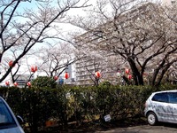 20120407_船橋市浜町2_三井ガーデンホテル_サクラ_桜_1314_DSC00312