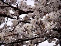 20130323_船橋市本町6_とんぼ大黒像_桜_1550_DSC07486