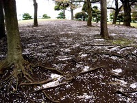 20130406_船橋市若松3_若松公園_桜_サクラ_1205_DSC09629