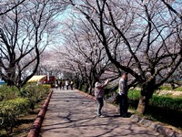 20120408_船橋市_海老川ジョギングロード_サクラ_0931_DSC08067