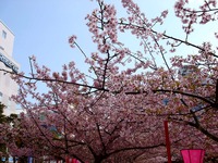20130317_千葉市美浜区高洲3_マリンピア_桜_1300_DSC05140
