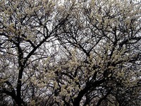 20120324_船橋市海神4_梅_ウメ_白_1202_DSC09944