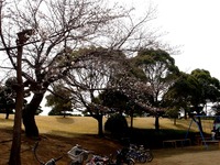 20130320_船橋市若松3_若松公園_桜_1147_DSC05957