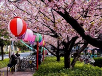 20130317_千葉市美浜区高洲3_マリンピア_桜_1301_DSC05152