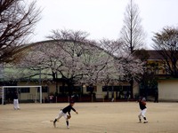 20130323_船橋市前貝塚町_塚田小学校_桜_1321_DSC07312