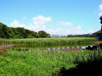 20120819_習志野市秋津5_谷津干潟公園_自然観察_0955_DSC08279